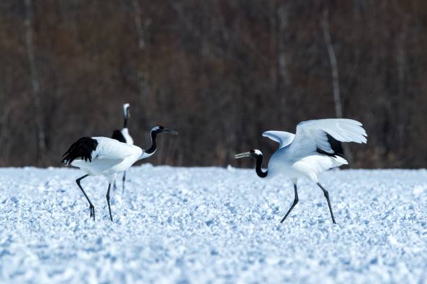 istock Dancing red crowned cranes (grus japonensis) with open wings on snowy meadow, mating dance ritual, winter, Hokkaido, Japan, japanese crane, beautiful white and black birds, elegant, wildlife 1166623815