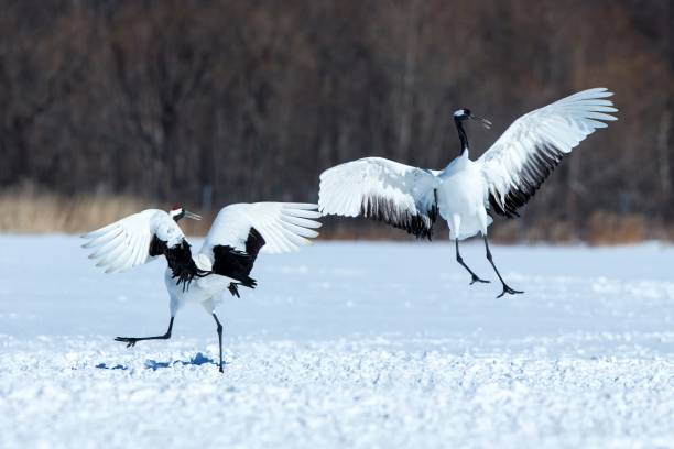istock Dancing red crowned cranes (grus japonensis) with open wings on snowy meadow, mating dance ritual, winter, Hokkaido, Japan, japanese crane, beautiful white and black birds, elegant, wildlife 1166623883