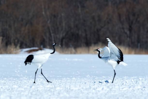 istock Dancing red crowned cranes (grus japonensis) with open wings on snowy meadow, mating dance ritual, winter, Hokkaido, Japan, japanese crane, beautiful white and black birds, elegant, wildlife 1166623887