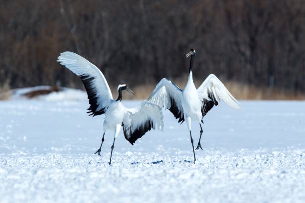 istock Dancing red crowned cranes (grus japonensis) with open wings on snowy meadow, mating dance ritual, winter, Hokkaido, Japan, japanese crane, beautiful white and black birds, elegant, wildlife 1166623889