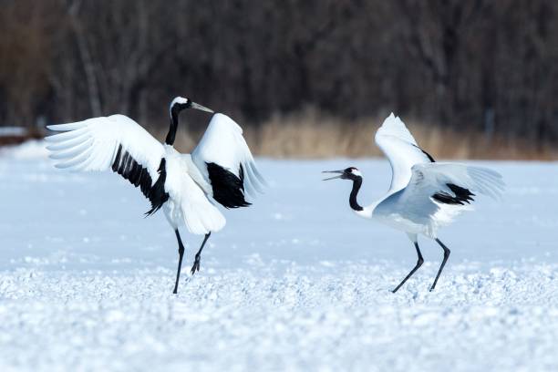 istock Dancing red crowned cranes (grus japonensis) with open wings on snowy meadow, mating dance ritual, winter, Hokkaido, Japan, japanese crane, beautiful white and black birds, elegant, wildlife 1166623944