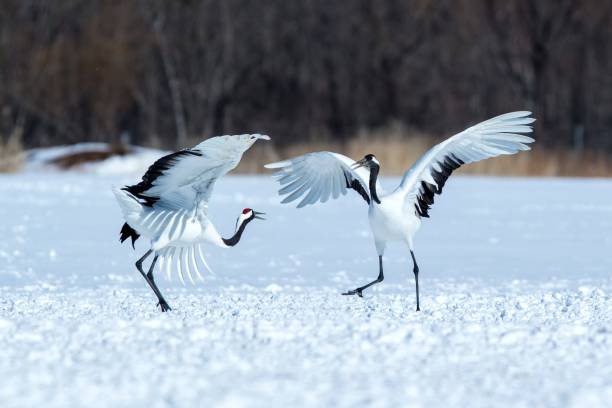 istock Dancing red crowned cranes (grus japonensis) with open wings on snowy meadow, mating dance ritual, winter, Hokkaido, Japan, japanese crane, beautiful white and black birds, elegant, wildlife 1166624018