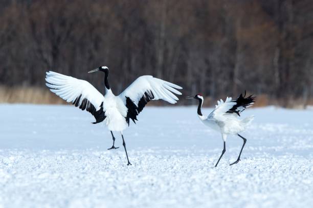 istock Dancing red crowned cranes (grus japonensis) with open wings on snowy meadow, mating dance ritual, winter, Hokkaido, Japan, japanese crane, beautiful white and black birds, elegant, wildlife 1166624034