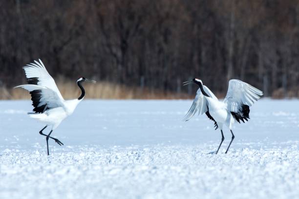 istock Dancing red crowned cranes (grus japonensis) with open wings on snowy meadow, mating dance ritual, winter, Hokkaido, Japan, japanese crane, beautiful white and black birds, elegant, wildlife 1166624069