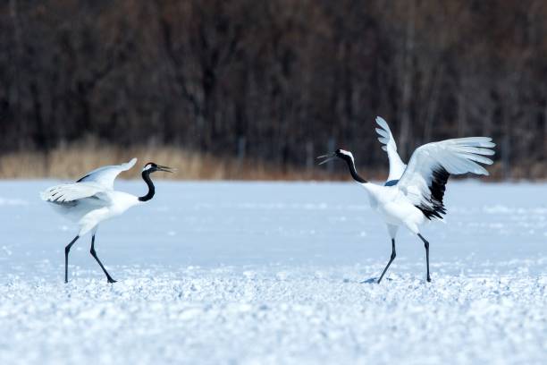 istock Dancing red crowned cranes (grus japonensis) with open wings on snowy meadow, mating dance ritual, winter, Hokkaido, Japan, japanese crane, beautiful white and black birds, elegant, wildlife 1166624172