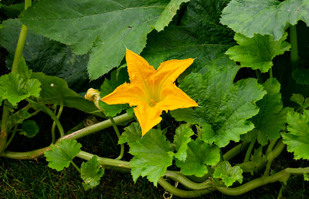 squashblüte - squash flower stock-fotos und bilder