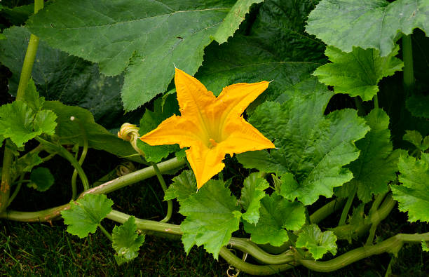 flor de calabaza - squash blossom fotografías e imágenes de stock