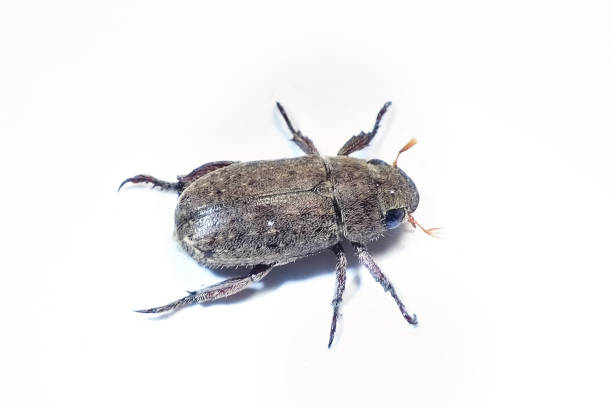 istock Rose beetle Adoretus versutus isolated. 1166624758
