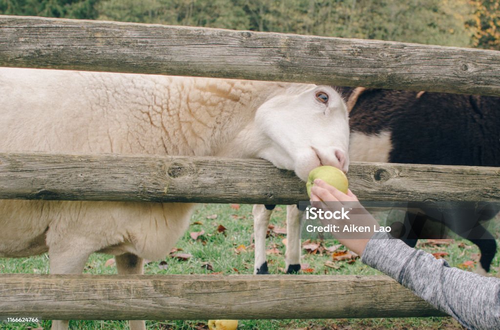 Sheep Eating Apple Person feeding a sheep apples. Agricultural Activity Stock Photo