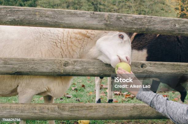 Sheep Eating Apple Stock Photo - Download Image Now - Agricultural Activity, Animal, Animal Wildlife