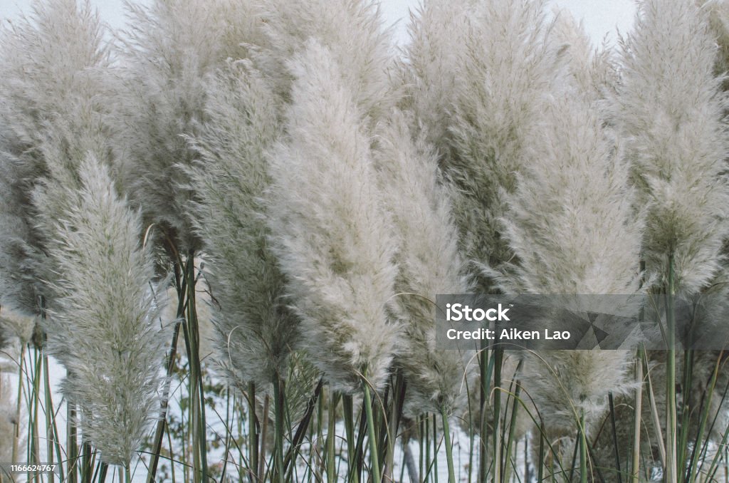 Pampas Grass Tall pampas grass swaying in the wind. Backgrounds Stock Photo