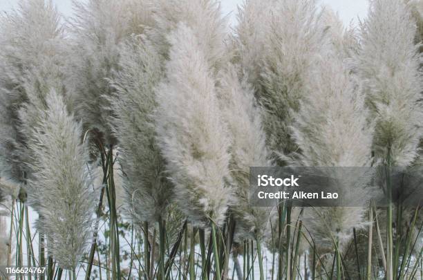 Pampas Grass Stock Photo - Download Image Now - Backgrounds, Beauty In Nature, Canada