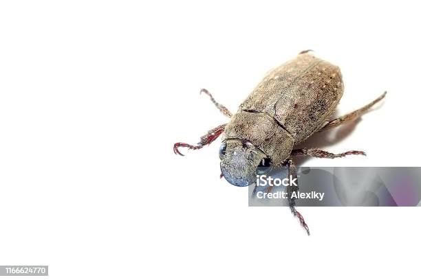 Rose Beetle Adoretus Versutus Isolated Stock Photo - Download Image Now - Agriculture, Animal, Animal Wildlife