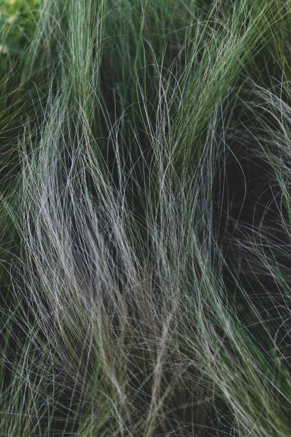 istock Long green grass like hair 1166625290