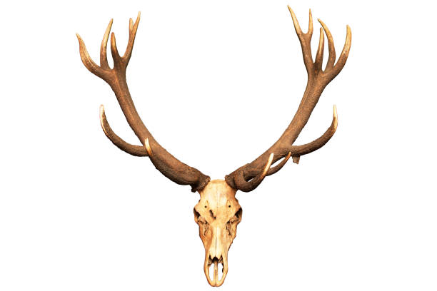 istock Antlers and skull isolated on white background 1166626458