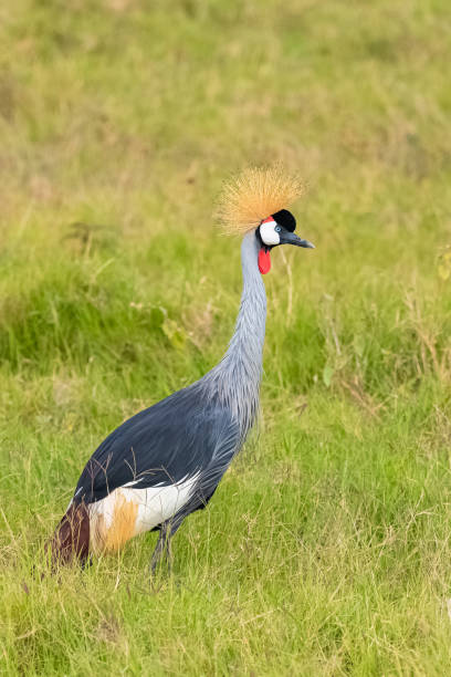 istock Grey Crowned Crane, beautiful bird 1166626459