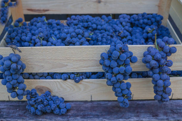 istock A whole box filled with ripe, organic blue grapes. 1166626654