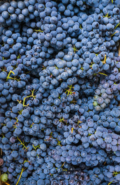 istock A whole box filled with ripe, organic blue grapes. 1166627188