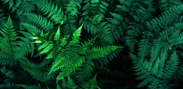 Photo of Fresh fern leaves, tropical foliage texture background, green color leaf nature concept.Photo by mobile phone