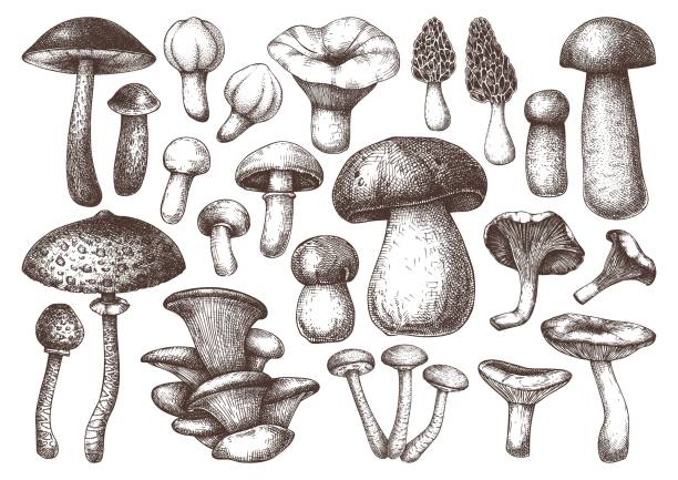 ilustraciones, imágenes clip art, dibujos animados e iconos de stock de set de set de champiñones - edible mushroom plants raw food nature