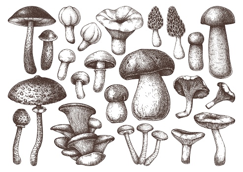 Edible mushrooms vector illustrations collection. Hand drawn food drawings. Forest plants sketches. Perfect for recipe, menu, label, icon, packaging, Vintage mushrooms outlines. Botanical set.