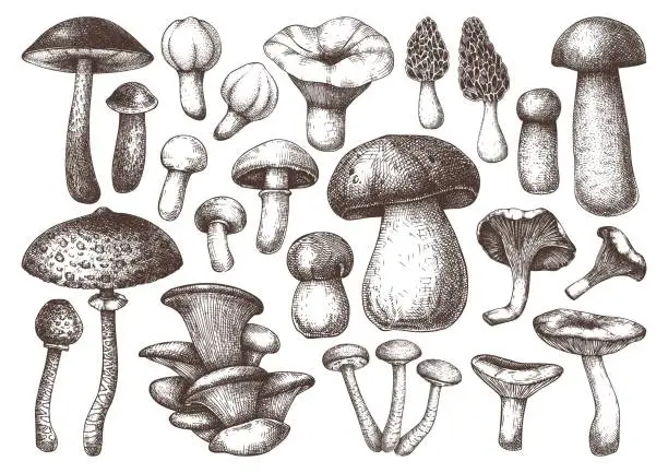Vector illustration of Mushrooms set