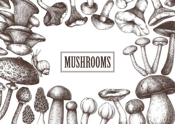 ilustrações, clipart, desenhos animados e ícones de projeto do vintage dos cogumelos - mushroom edible mushroom red botany