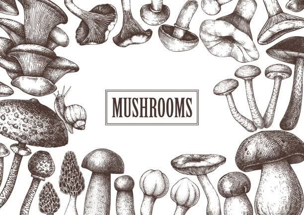 Mushrooms vintage design Edible mushrooms frame design. Hand drawn healthy food template. Forest plants sketches. Perfect for recipe, menu, label, icon, packaging. Vintage mushrooms background. Botanical illustration. peppery bolete stock illustrations