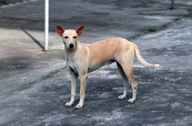 istock street stray dogs. 1166628794