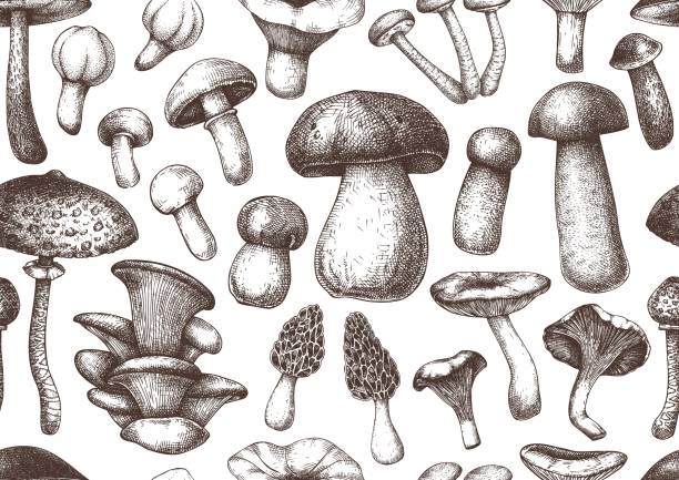 ilustraciones, imágenes clip art, dibujos animados e iconos de stock de patrón sin costuras de las setas - edible mushroom plants raw food nature