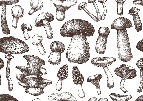 Edible mushrooms vector background.  Forest plants seamless pattern. Perfect for recipe, menu, label, icon, packaging. Vintage mushrooms design. Healthy food elements. Hand drawn illustration.