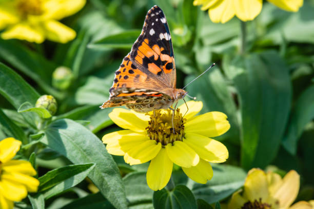 istock Butterfly on the flower in the garden 1166629270
