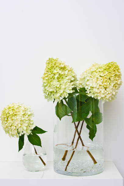istock Yellow hydrangea flowers or twigs in a glass vase on a shelf 1166629379