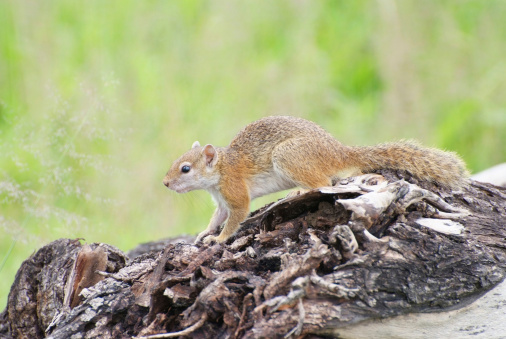 A tree squirrel hunts for food. Taken in South Luangwa National Park, Zambia.