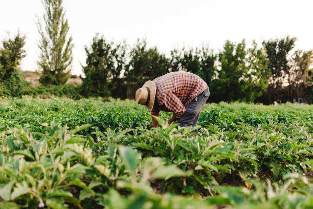 istock Young farmer man with hat working in his field 1166630790