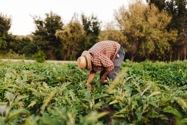 istock Young farmer man with hat working in his field 1166630912