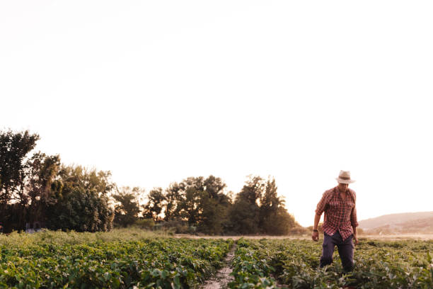 istock Young farmer man with hat working in his field 1166630915