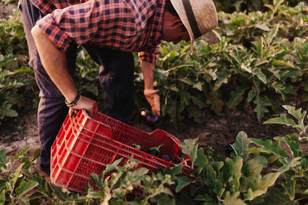 istock Young farmer man with hat working in his field 1166630918