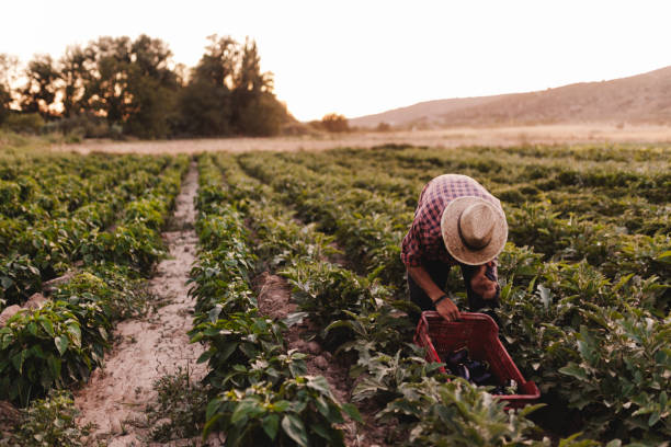 istock Young farmer man with hat working in his field 1166630919