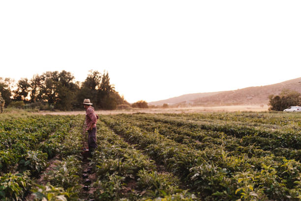 istock Young farmer man with hat working in his field 1166630922