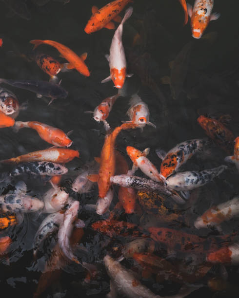 istock Koi carp fish swimming 1166632354