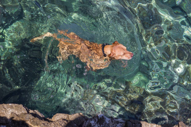 istock Dog swimming at sea water 1166632686