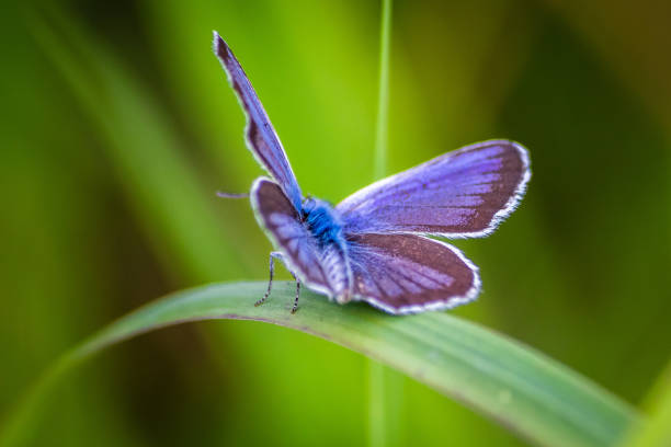 istock Butterfly on grass on a meadow 1166632720