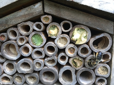 Leaf cutter bee action in bee hotel