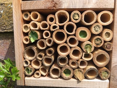 Leaf cutter bee action in bee hotel