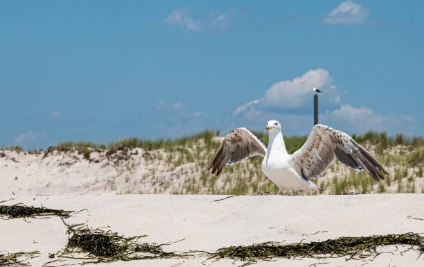 istock Seagull standing on sand with dunes behind and seaweed in front 1166633061