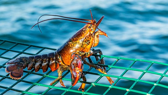 A live lobster that is too snall to keep is standing on top of a green wire lobster trap as it is being put back into the water.