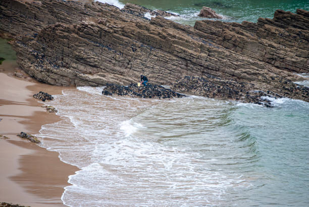 Low tide in beach of Vega. Golden retriever cooling off. Concejo de Ribadesella, Asturias. Tourism. Travel