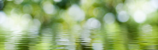 istock blurred image of natural background from water and plants 1166633910