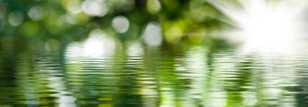 istock blurred image of natural background from water and plants 1166634598